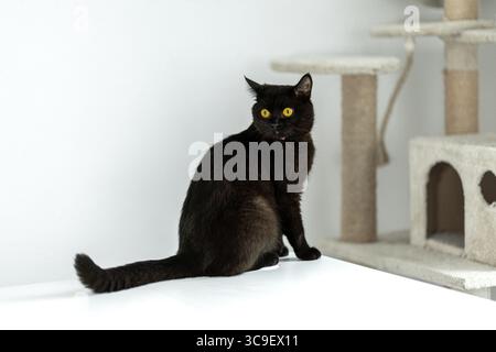 A black cat is perched on a white table, its yellow eyes wide with curiosity. It observes its surroundings while sitting in a cozy, modern home enviro Stock Photo