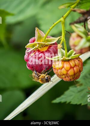 Honeybee feeding on a ripe raspberry next to an unripe berry, with green leaves in the background. Stock Photo