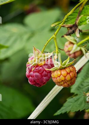 Ripe and unripe raspberries growing on a branch with green leaves in the background. Stock Photo