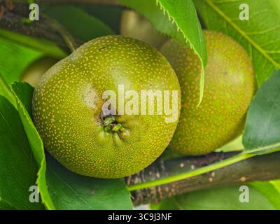 Close-up of unripe green pears growing on a tree with surrounding green leaves. Stock Photo