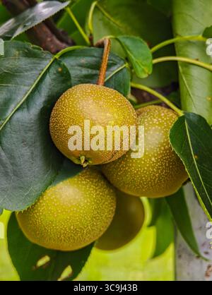 Several unripe green pears growing on a tree with leaves in a garden environment. Stock Photo