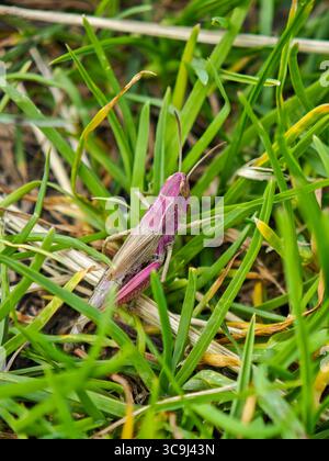 Close-up of a pink grasshopper sitting in green grass in a natural outdoor environment. Stock Photo