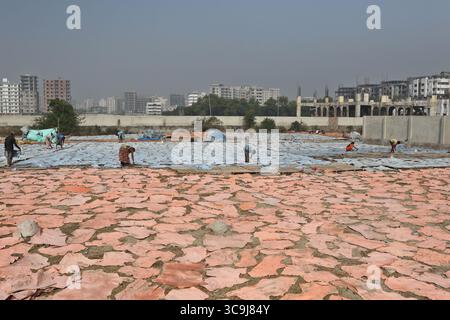 January 12, 2023, Dhaka, Bangladesh: A worker of a tannery from Hazaribagh puts leather pieces to dry that were previously painted on wooden boards out in the open as part of process of leather tanning before the shoes manufacture. Tanning consists of the hides being soaked, then in order to eliminate the salt in a solution of lime and water to soften the hair and eliminate them using a machine, then the residues are removed by hand with a blunt knife. (Credit Image: © Habibur Rahman/ZUMA Press Wire) Stock Photo