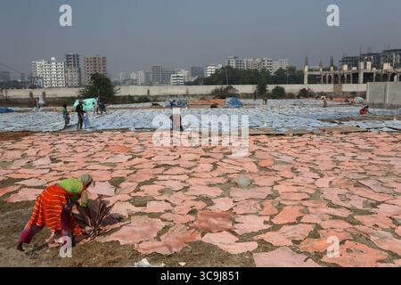 January 12, 2023, Dhaka, Bangladesh: A worker of a tannery from Hazaribagh puts leather pieces to dry that were previously painted on wooden boards out in the open as part of process of leather tanning before the shoes manufacture. Tanning consists of the hides being soaked, then in order to eliminate the salt in a solution of lime and water to soften the hair and eliminate them using a machine, then the residues are removed by hand with a blunt knife. (Credit Image: © Habibur Rahman/ZUMA Press Wire) Stock Photo