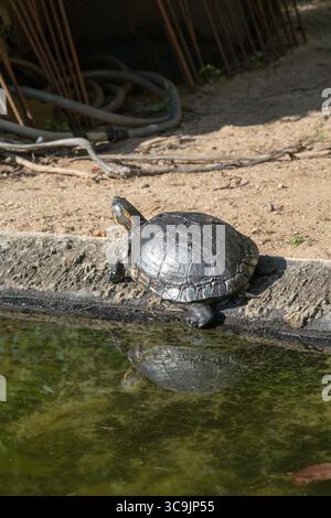 turtle outdoors in Rio de Janeiro, Brazil Stock Photo - Alamy