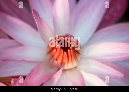 Waterlily is a water plant that floats on the surface of the water while its roots are at the bottom of the swamp or lake. Stock Photo