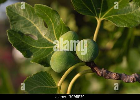 Close-up of green figs on tree branch with sunlight and green leaves, organic Mediterranean fruit in natural garden setting during summer. Stock Photo