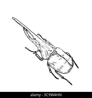 Large rhinoceros beetle, black and white sketch. Vector illustration. A simple drawing of an insect with a horn, isolated on a white background. The Stock Vector