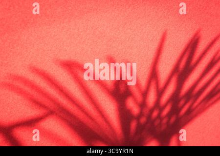 Shadow of foliage palm leaf on textured red background. Stock Photo