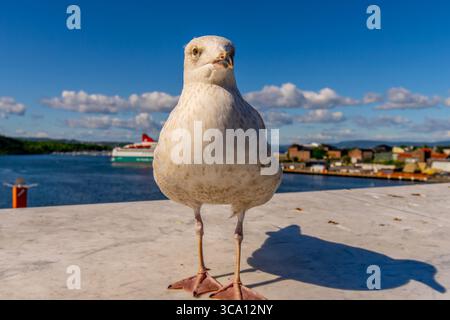 Seagull in Oslo harbour, Norway Selective focus Stock Photo