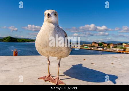 Seagull in Oslo harbour, Norway Selective focus Stock Photo