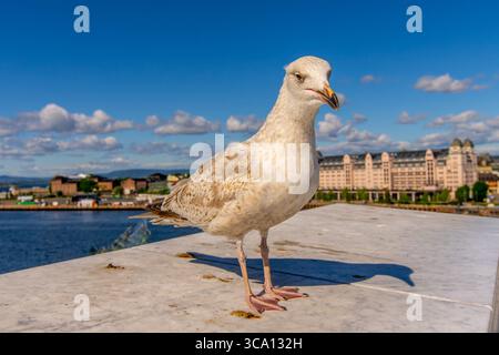 Seagull in Oslo harbour, Norway Selective focus Stock Photo