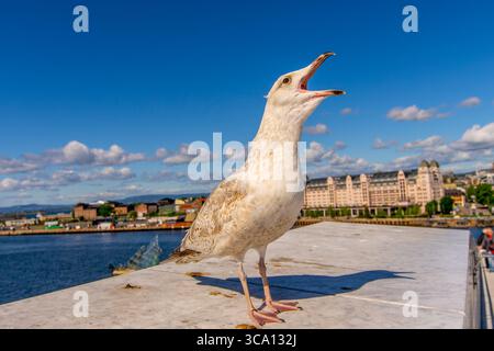 Seagull in Oslo harbour, Norway Selective focus Stock Photo