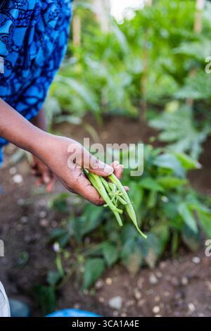 Vertical close-up of female farmer hand holding fresh green beans in vegetable garden. Stock Photo