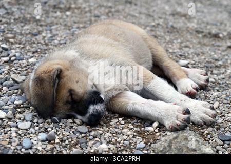 Brown street puppy dog sleeping peacefully on pebbled ground near the old Mostar Stari Most bridge and river Neretva in summer Stock Photo