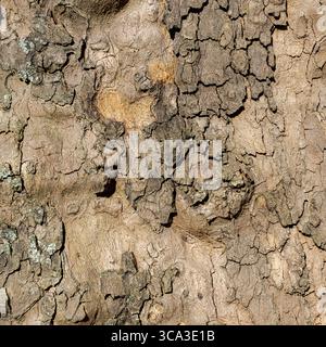 Macro Image of Textured Tree Bark with Layered Cracks and Sculptural Forms Stock Photo