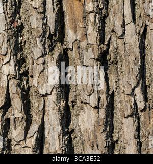 Macro Image of Vertical Tree Bark Strips with Dry, Layered Texture in Natural Light Stock Photo