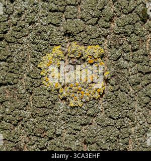 Macro of yellow lichen on tree bark with cracked green surface texture Stock Photo