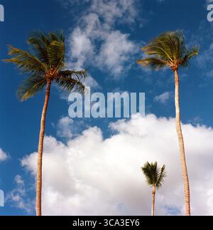 Tree palm tree on Caribbean coast with clouds. Analog medium format photo. Stock Photo