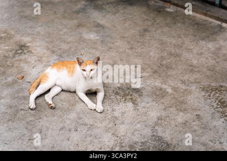 Stray Cat Relaxing on Bangkok Street Stock Photo