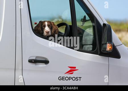 A liver white spaniel keeps watch in a white van man's delivery vehicle. Porthtowan, Cornwall, UK Stock Photo