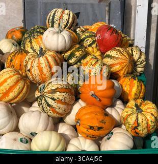Colorful mix of small pumpkins and gourds stacked at a street market in Istanbul. Stock Photo