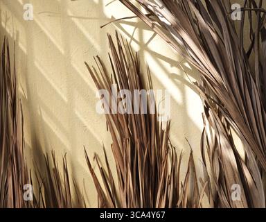 Real taken photo palm leaves twig stalk shadow overlay yellow old wall aesthetic decor background Stock Photo