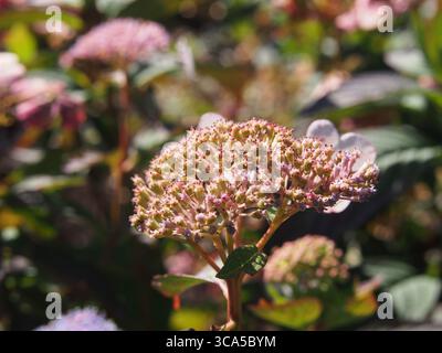 Close-up of pink Hydrangea macrophylla 'Europa' in bloom, glowing in soft sunlight with a colorful garden background, perfect for floral and botanical Stock Photo
