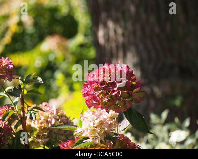 Close-up of pink Hydrangea macrophylla 'Europa' in bloom, glowing in soft sunlight with a colorful garden background, perfect for floral and botanical Stock Photo