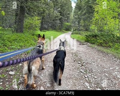 Two German Shepherd dogs wearing harnesses walk side by side on a wooded trail, surrounded by lush green forest. A scenic outdoor adventure Stock Photo