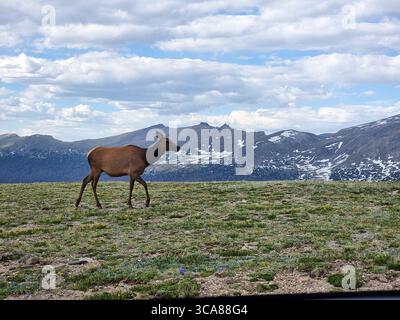 Female elk (cow), a.k.a. wapiti, Cervus elaphus / canadensis walking on grass field w/ mountains w/ snow in background; Rocky Mountain National Park Stock Photo
