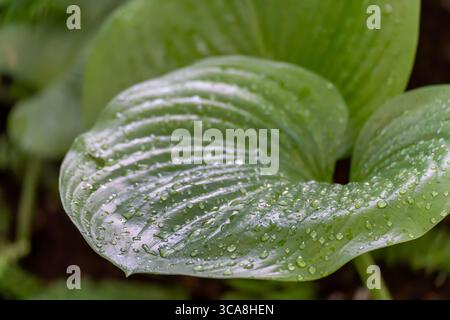 A large hosta leaf is covered in sparkling raindrops. The leaf's texture and veins are clearly visible. Stock Photo