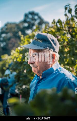 Experienced Senior Vineyard Owner In Profile Portrait During Grape Harvest Season In Portuguese Wine Region. Winemaker, agricultural expertise Stock Photo
