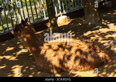 Llama lying down comfortably at Chattogram Zoo Stock Photo