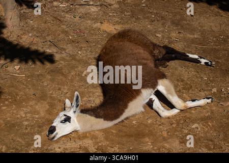 Llama lying down inside zoo enclosure Stock Photo