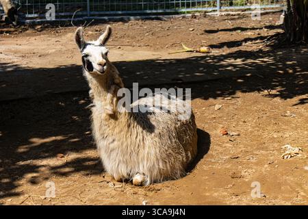 Lying llama enjoying lazy afternoon at zoo Stock Photo