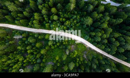Top-down drone photo of a light-colored dirt road winding through dense green pine and deciduous trees Stock Photo