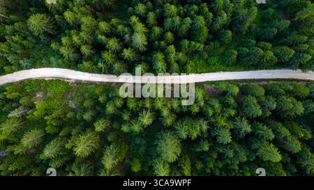 A curving dirt road slices through thick coniferous forest, creating a striking line across lush green terrain Stock Photo