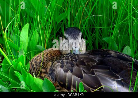 A Mallard duck "Anas platyrhynchos, resting in the tall summer marsh grasses in rural Alberta Canada Stock Photo