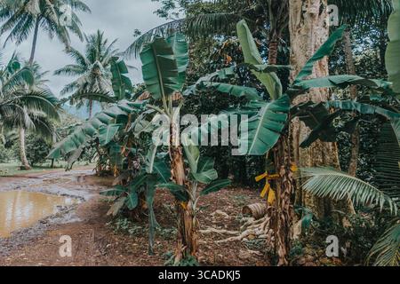 Tropical banana trees growing along a muddy path in the lush jungle of Moorea Island, French Polynesia Stock Photo