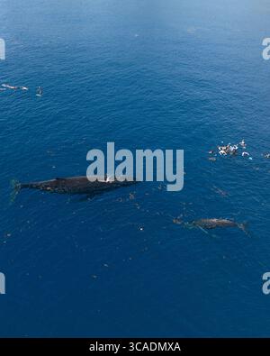 Two humpback whales swimming off the eastern coast of Australia Stock ...