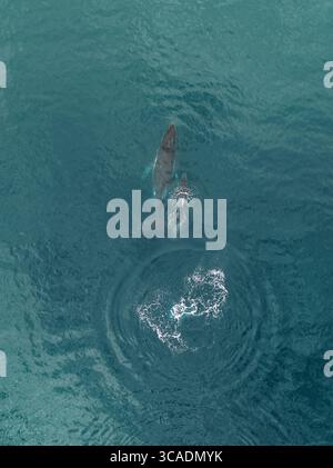 Aerial view of humpback whales swimming in the beautiful blue ocean ...