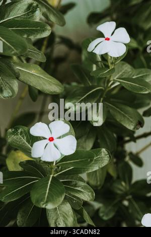 Close-up of white tropical flowers with red centers and lush green leaves, photographed on Moorea Island, French Polynesia. Stock Photo