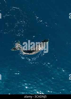 Aerial view of a humpback whale tail breaching the deep blue ocean ...