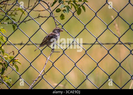 A House Sparrow perched on a cyclone fence Stock Photo