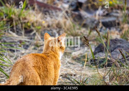 An orange cat walking through a dry ditch looking for prey Stock Photo