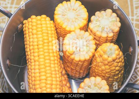 Pot filled with vibrant yellow corn, some halved, sits ready for boiling. Freshly harvested maize cobs in a large pot Stock Photo