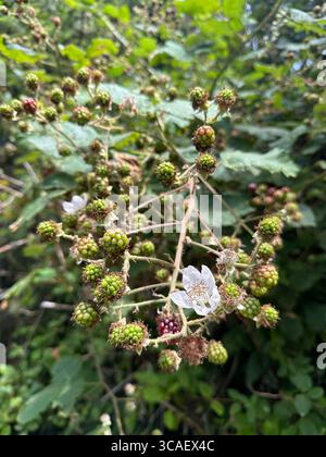 Wild blackberries growing along the coast near Depoe Bay, Oregon. Stock Photo