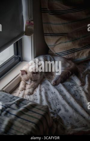 Fuji, the ragdoll cat, naps peacefully on a bed by the window, wearing a cozy sweater in the soft afternoon light. Stock Photo