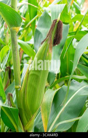 close up corn cobs in corn plantation field Stock Photo
